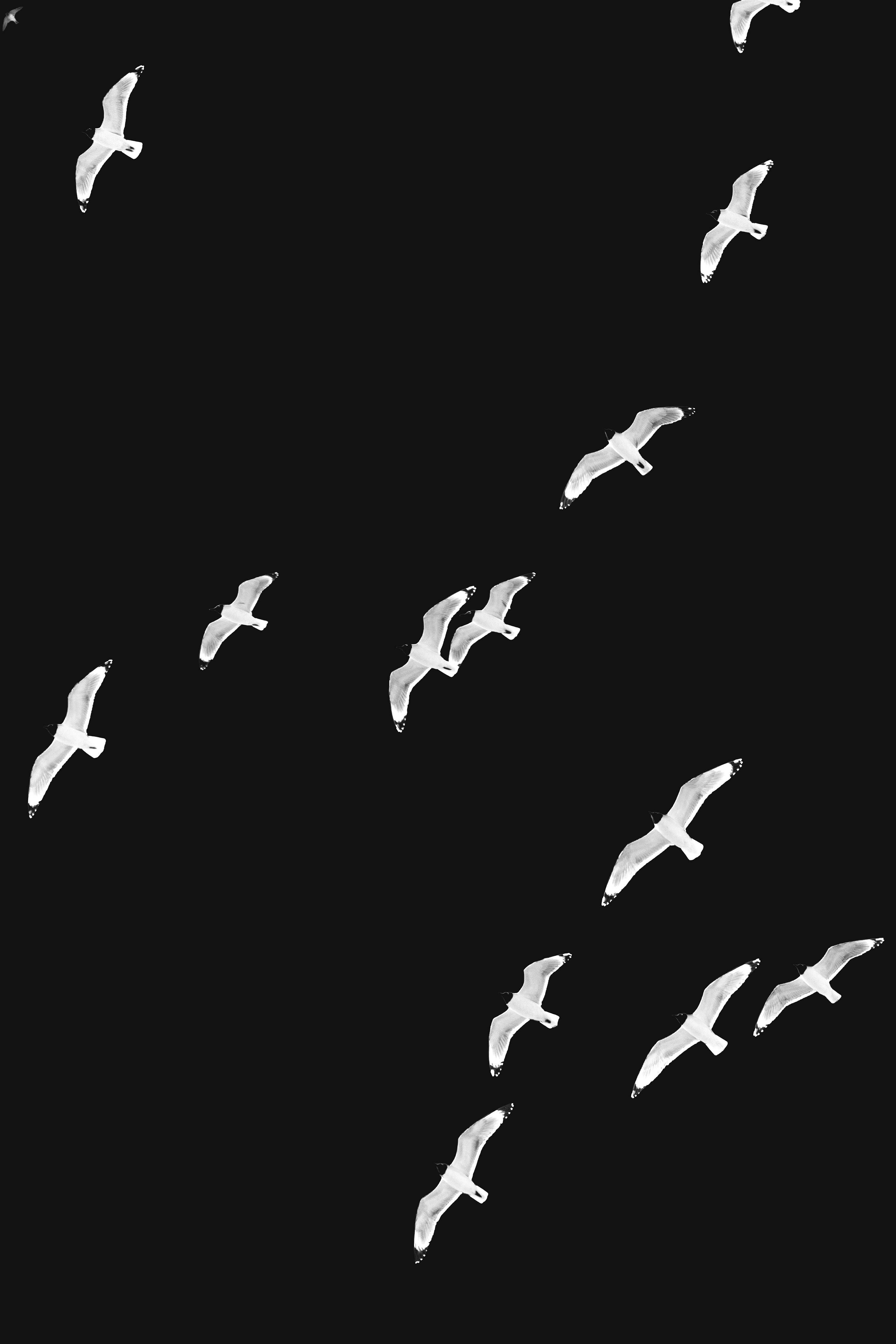 Black and White Photography of Franklin Gulls flying in formation over my house in Haslet Texas