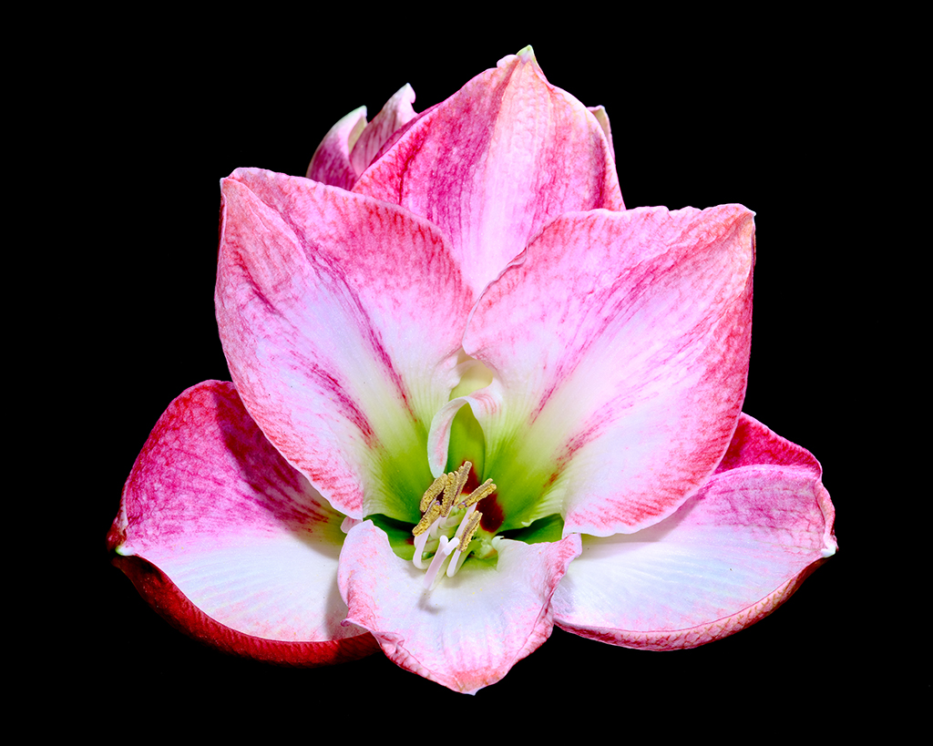 Cherry Blossom amaryllis floral macro photography in Fort Worth Texas