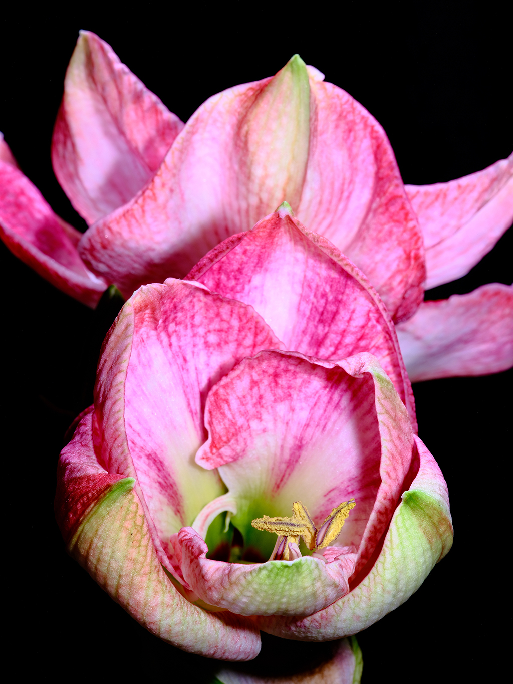 Cherry Blossom amaryllis floral macro photography in Fort Worth Texas