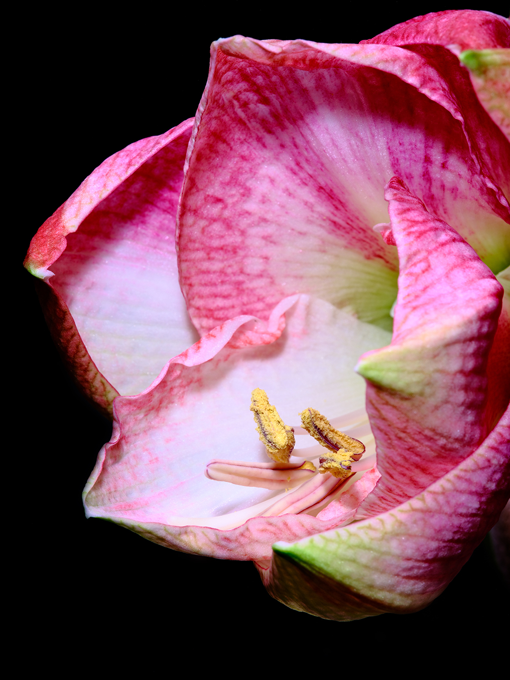 Cherry Blossom amaryllis floral macro photography in Fort Worth Texas