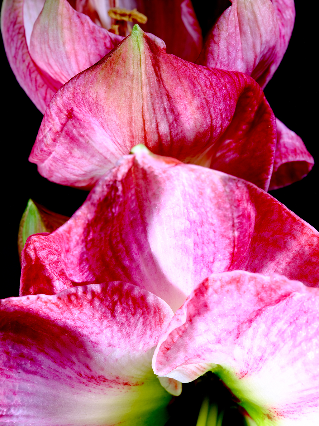 Cherry Blossom amaryllis floral macro photography in Fort Worth Texas