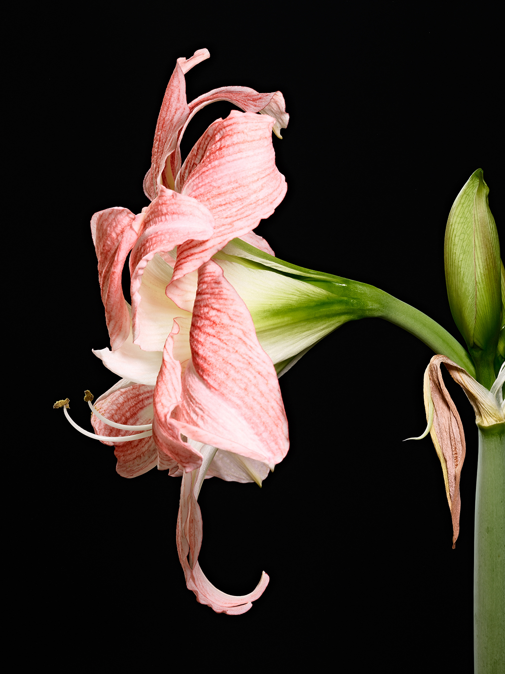Giant Amadeus amaryllis floral macro photography in Fort Worth Texas