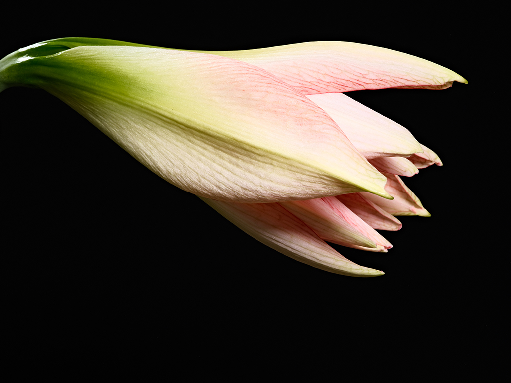 Giant Amadeus amaryllis floral macro photography in Fort Worth Texas