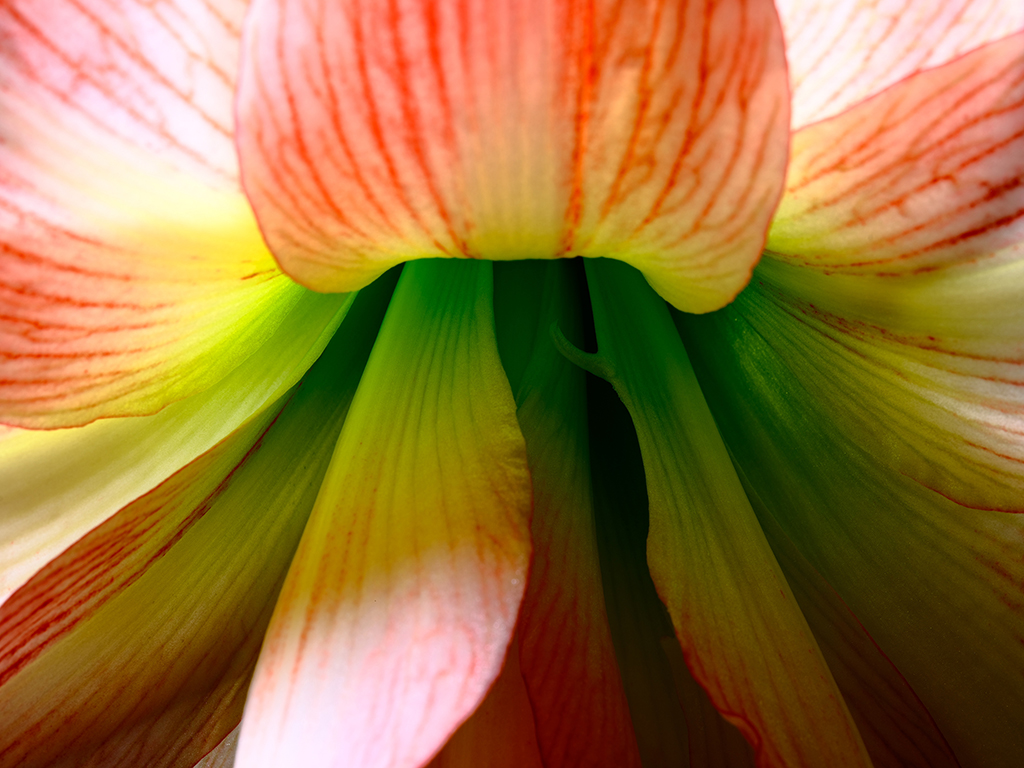 Giant Amadeus amaryllis floral macro photography in Fort Worth Texas