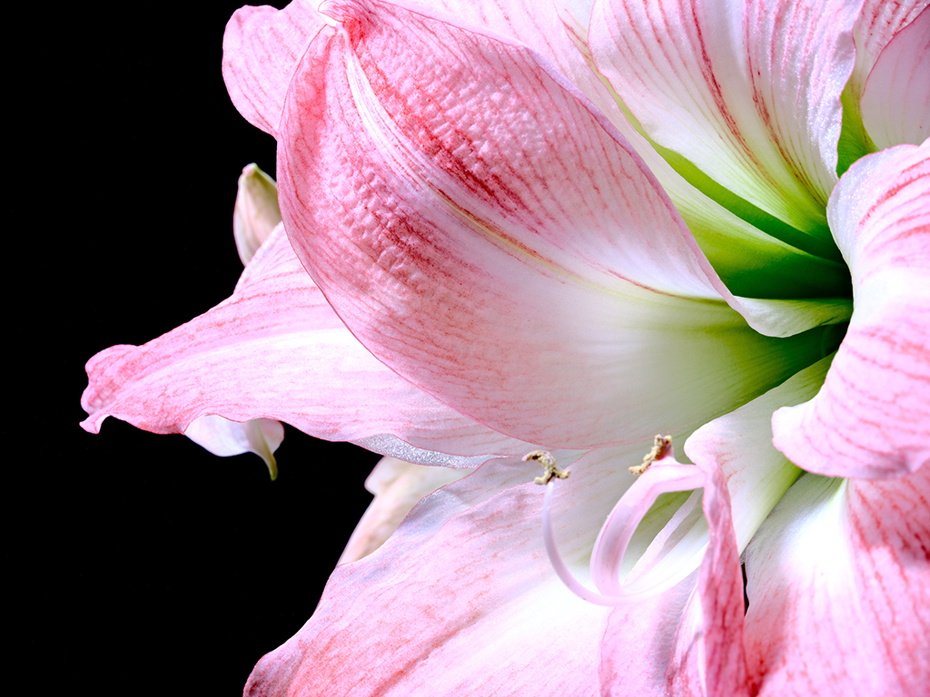 Giant Amadeus amaryllis floral macro photography in Fort Worth Texas