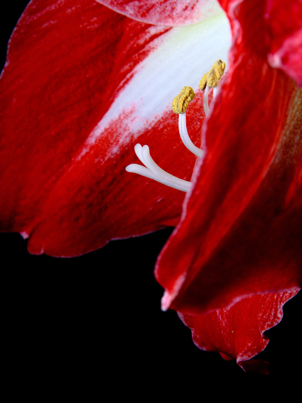 Minerva amaryllis floral macro photography in Fort Worth Texas