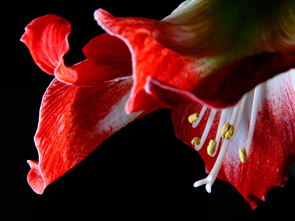 Minerva amaryllis floral macro photography in Fort Worth Texas