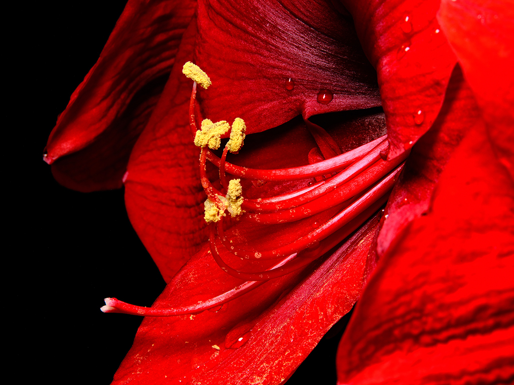 Red Fantasy amaryllis floral macro photography in Fort Worth Texas