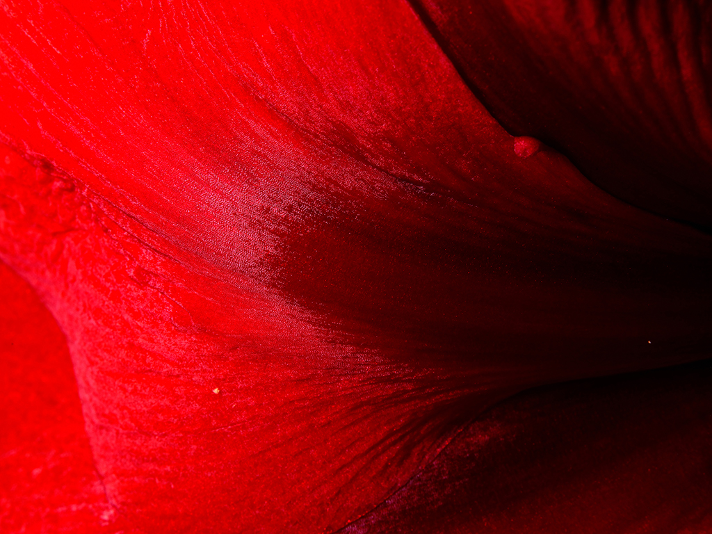 Red Fantasy amaryllis floral macro photography in Fort Worth Texas