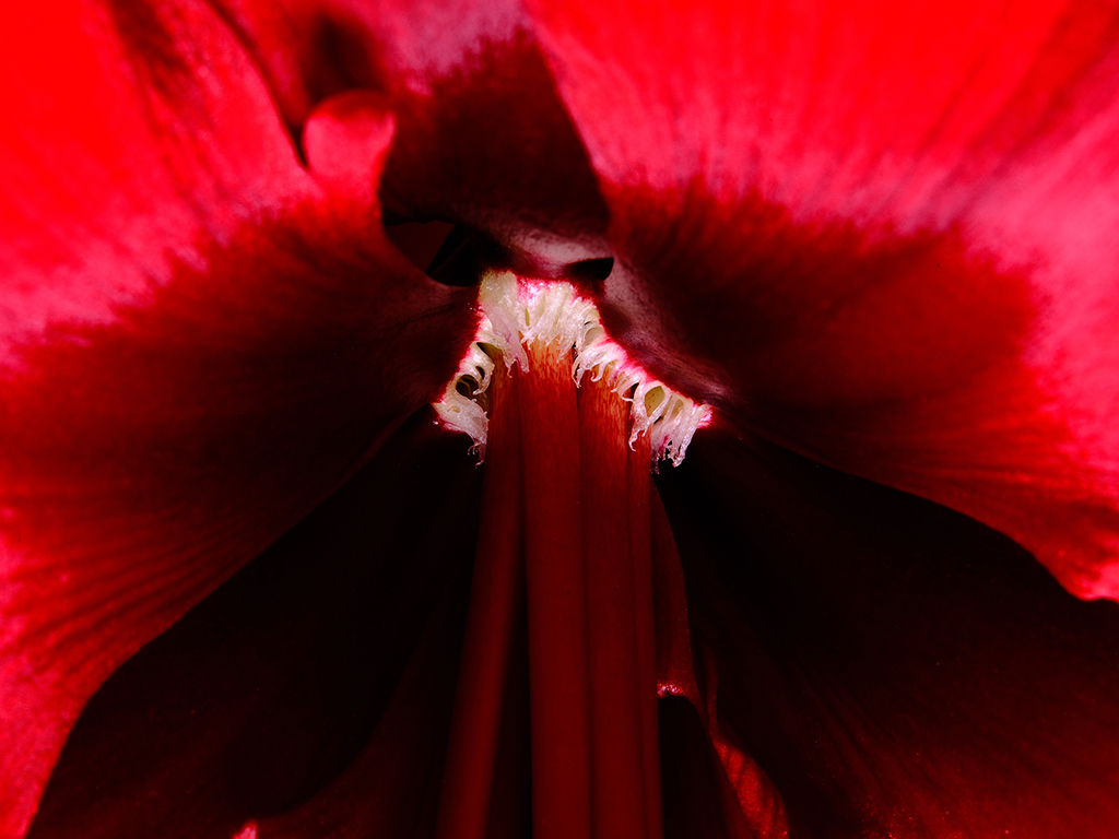 Red Fantasy amaryllis floral macro photography in Fort Worth Texas
