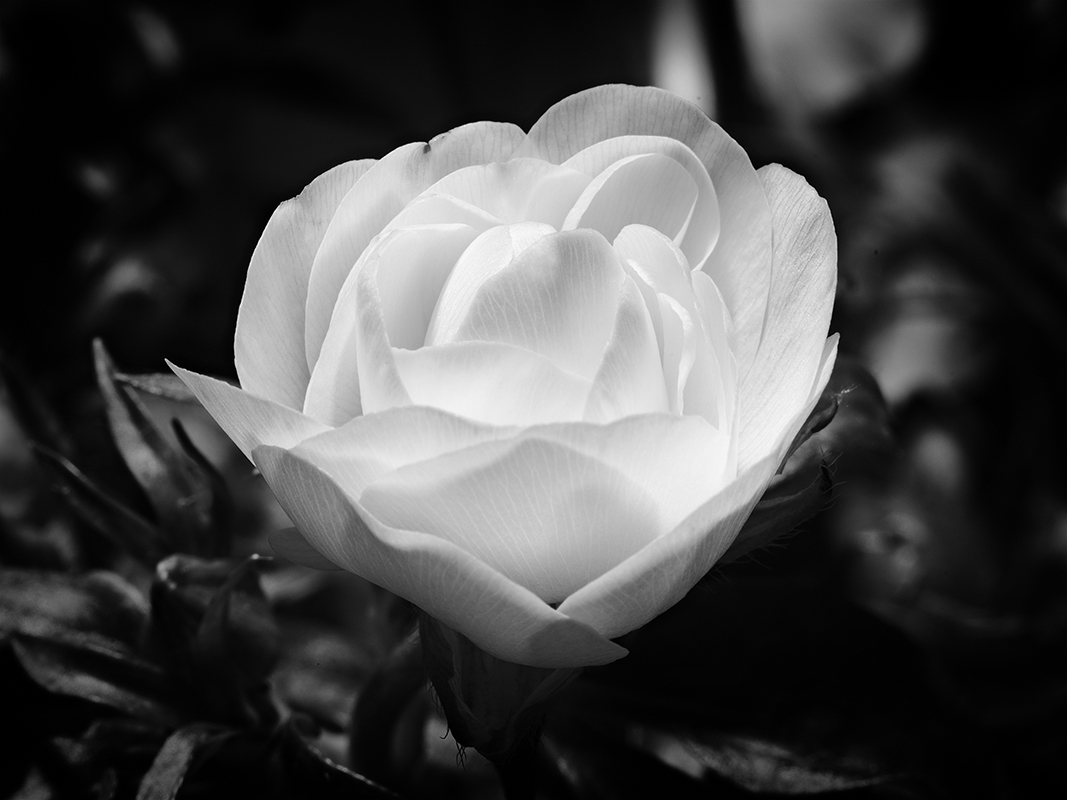 Photography of a Butterfly Ranunculus in black and white
