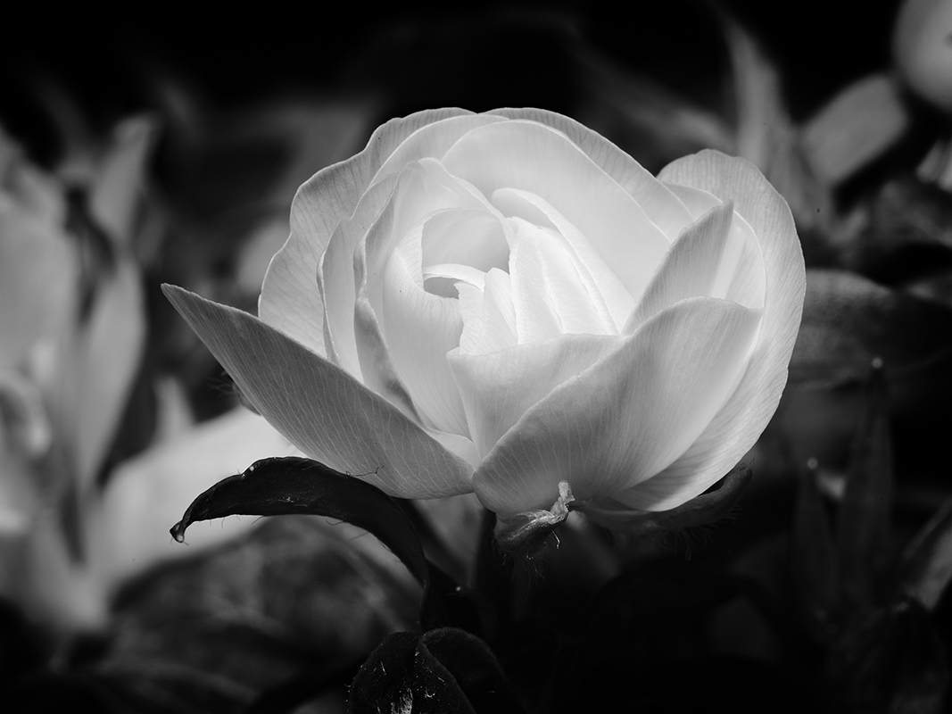 Photography of a Butterfly Ranunculus in black and white