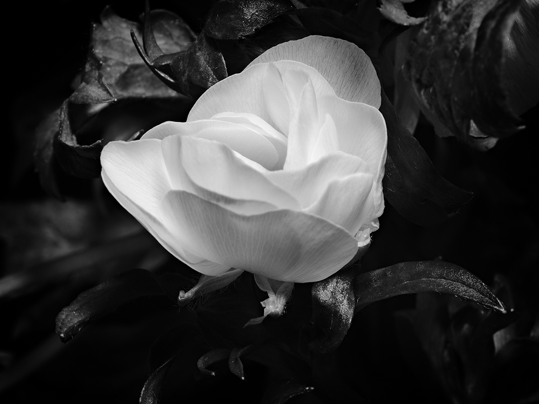 Photography of a Butterfly Ranunculus in black and white