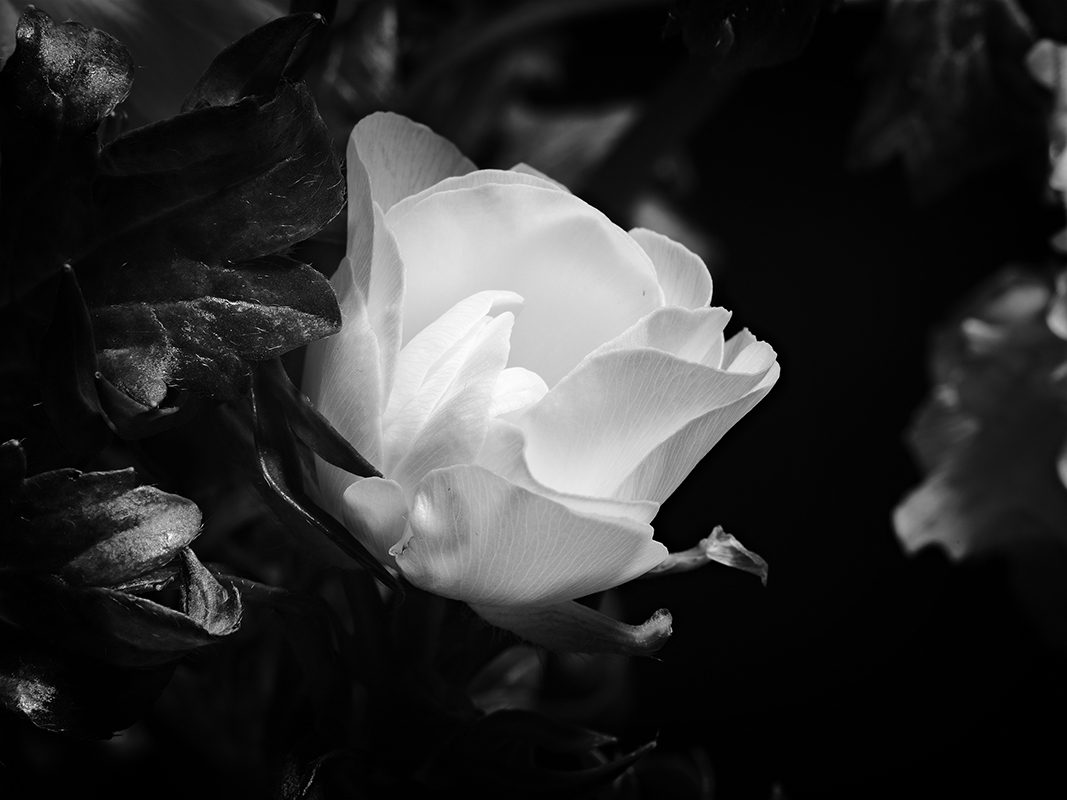 Photography of a Butterfly Ranunculus in black and white