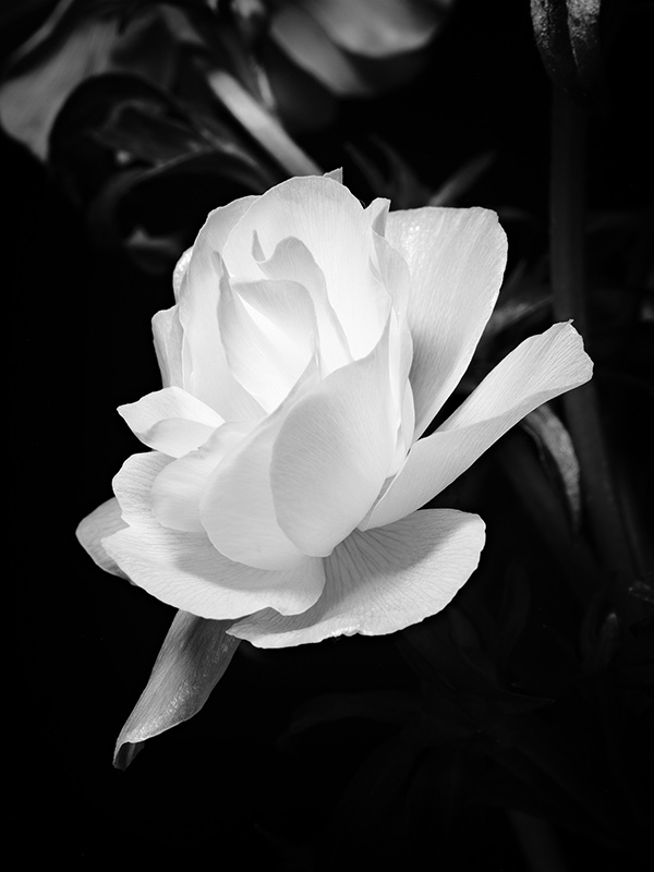 Photography of a Butterfly Ranunculus in black and white