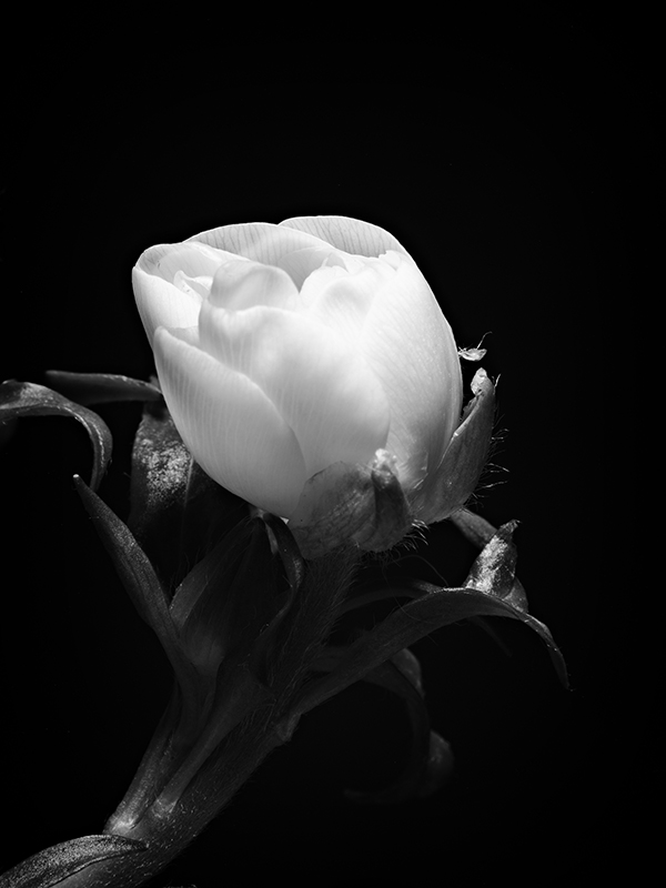 Photography of a Butterfly Ranunculus in black and white