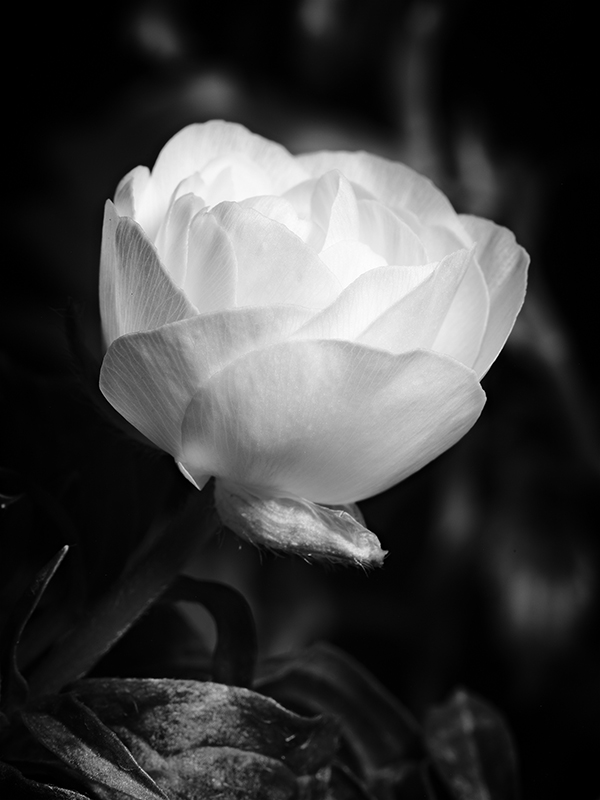 Photography of a Butterfly Ranunculus in black and white