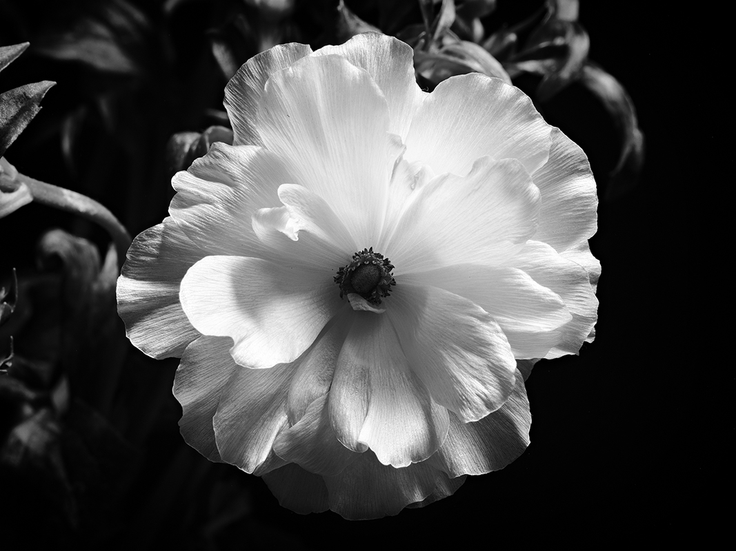 Photography of a Butterfly Ranunculus in black and white