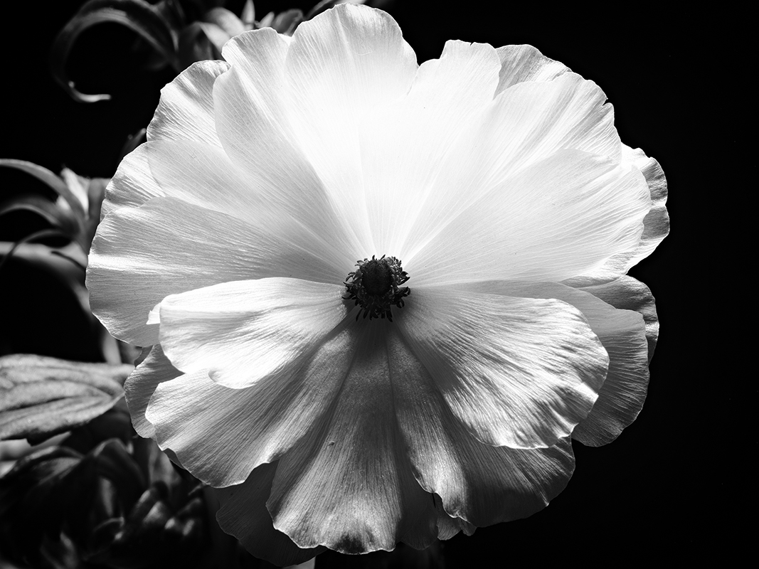 Photography of a Butterfly Ranunculus in black and white