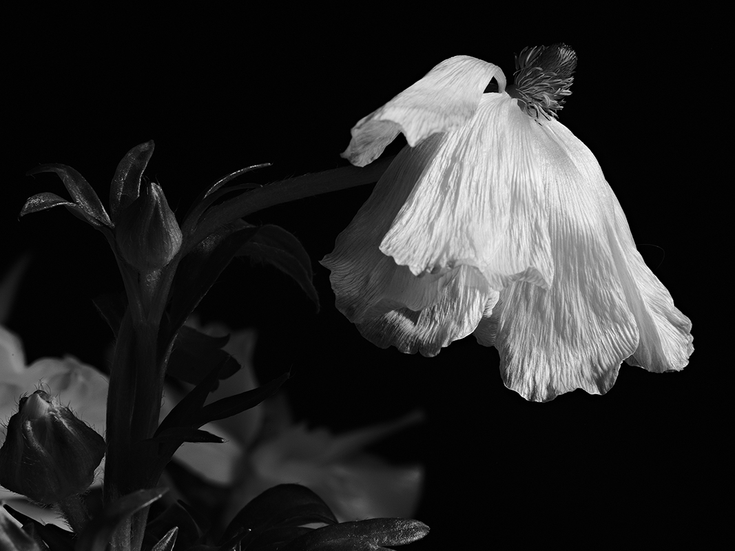 Photography of a Butterfly Ranunculus in black and white