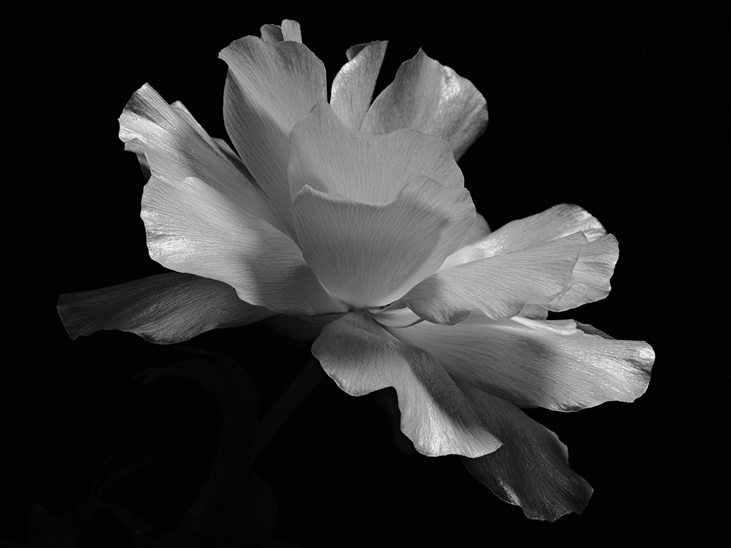 Photography of a Butterfly Ranunculus in black and white