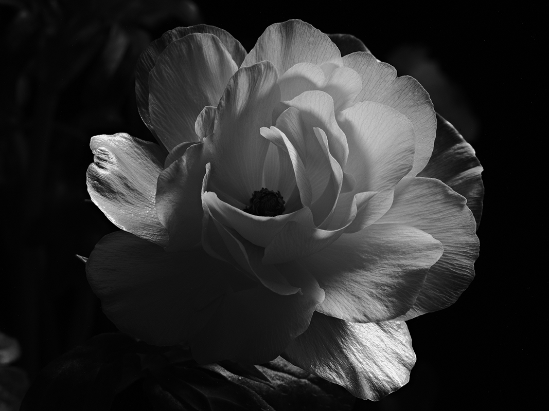 Photography of a Butterfly Ranunculus in black and white