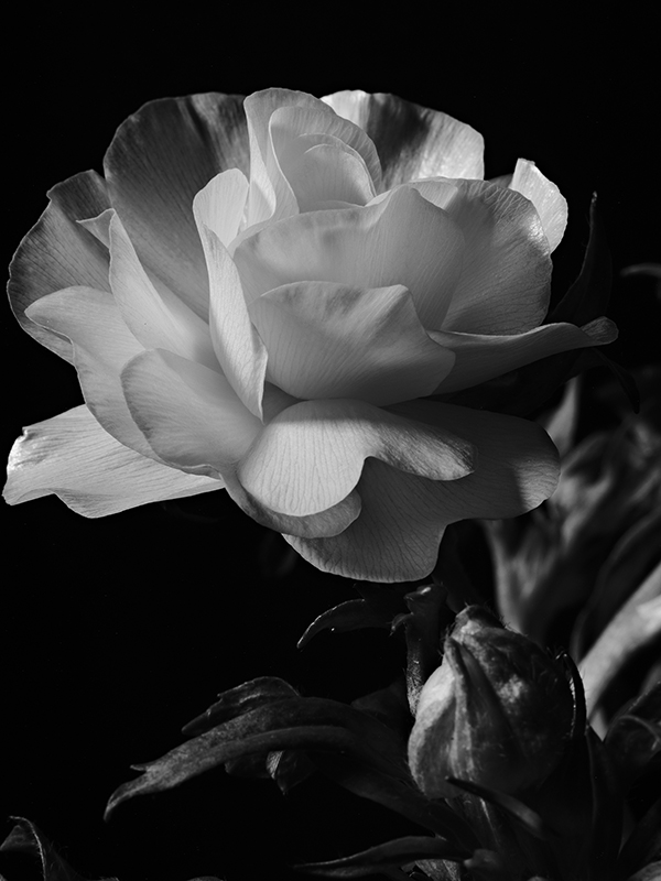 Photography of a Butterfly Ranunculus in black and white