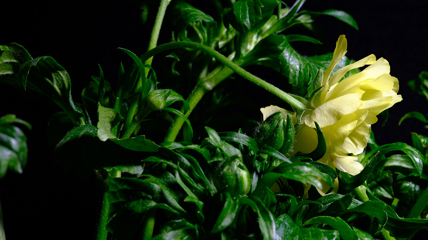 Photography of a Butterfly Ranunculus in color
