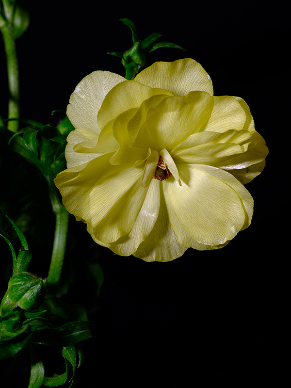 Butterfly Ranunculus Ridiculousness thumbnail