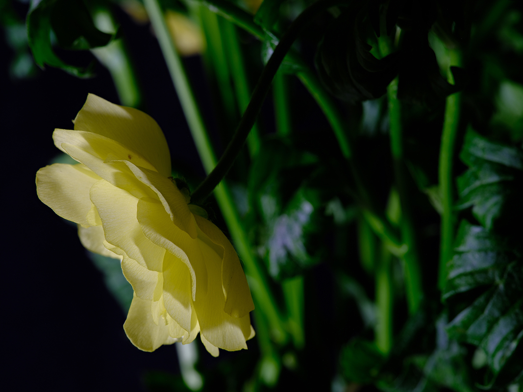 Photography of a Butterfly Ranunculus in color