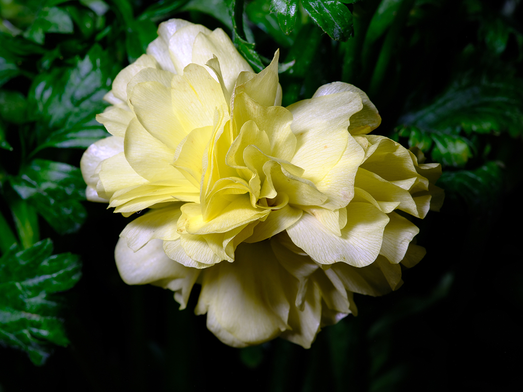 Photography of a Butterfly Ranunculus in color