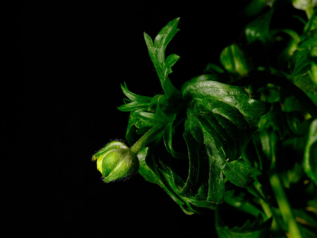 Photography of a Butterfly Ranunculus in color