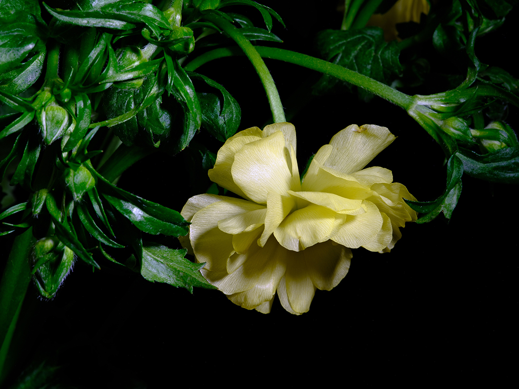 Photography of a Butterfly Ranunculus in color