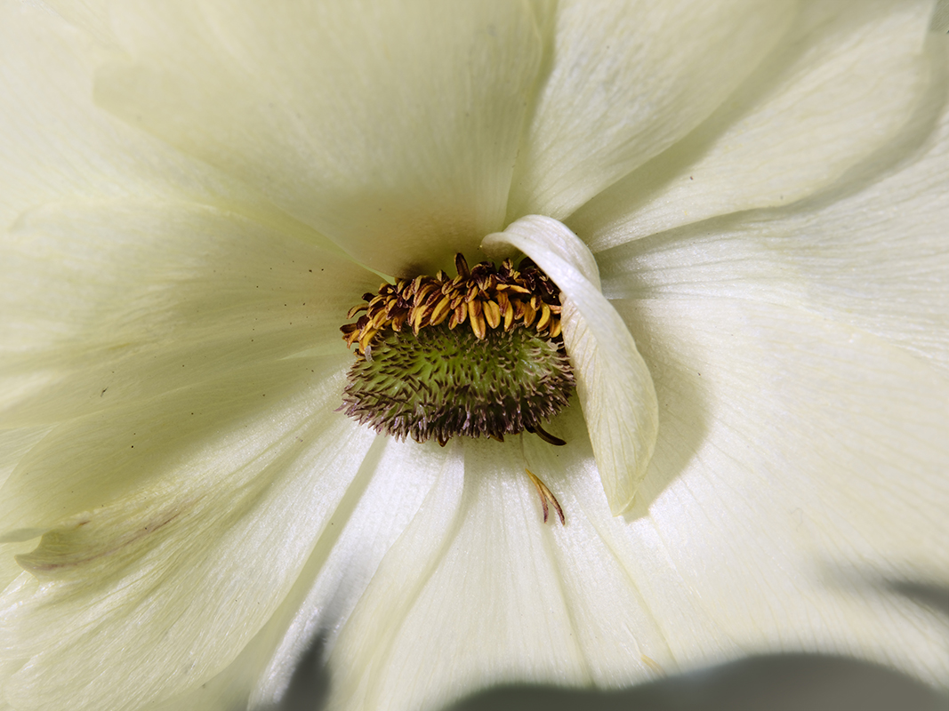 Portrait photograph of Butterfly Ranunculus in color