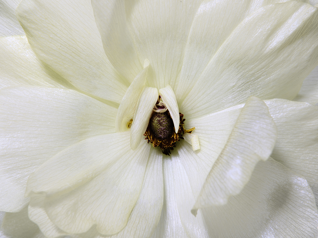 Portrait photograph of Butterfly Ranunculus in color