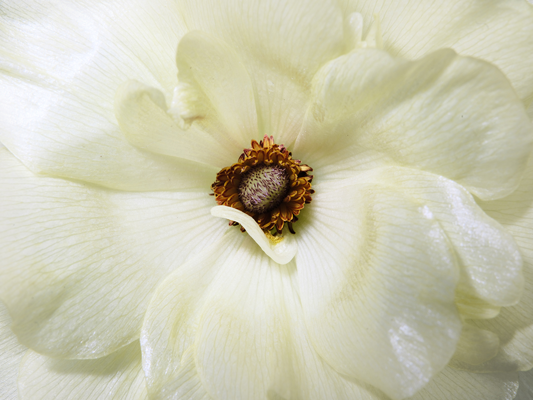 Portrait photograph of Butterfly Ranunculus in color