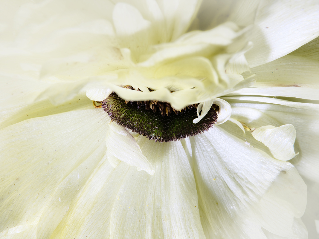 Portrait photograph of Butterfly Ranunculus in color