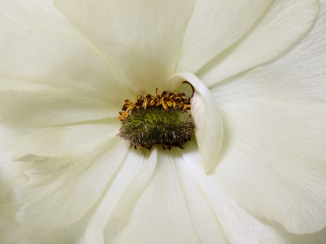 Portrait photograph of Butterfly Ranunculus in color