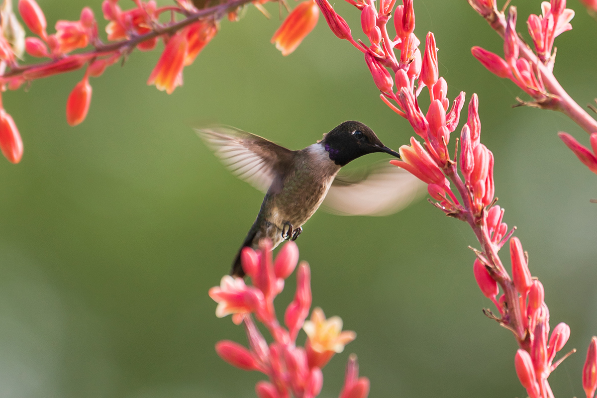 Dance of the Hummingbirds