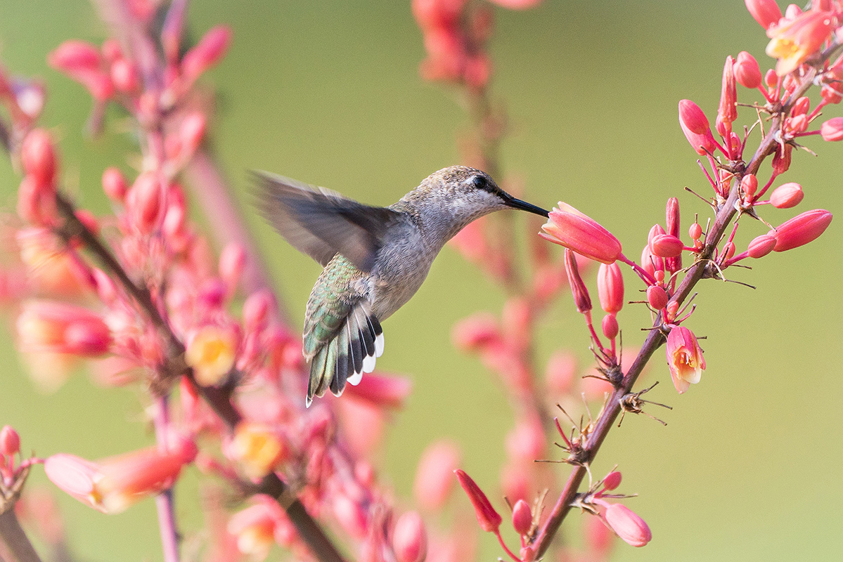Dance of the Hummingbirds