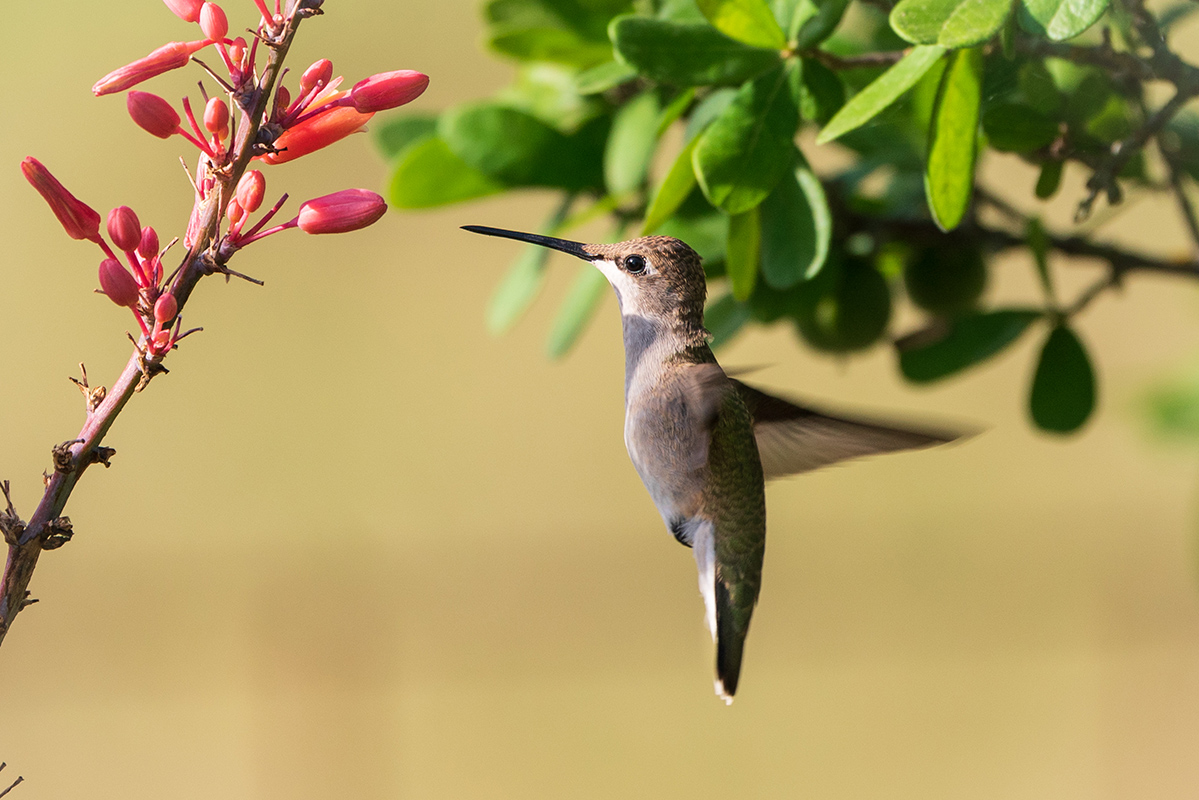 Dance of the Hummingbirds