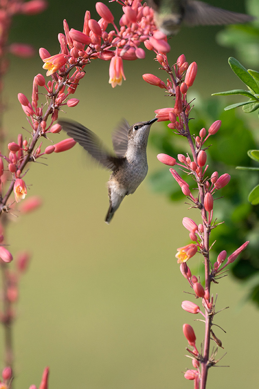 Dance of the Hummingbirds