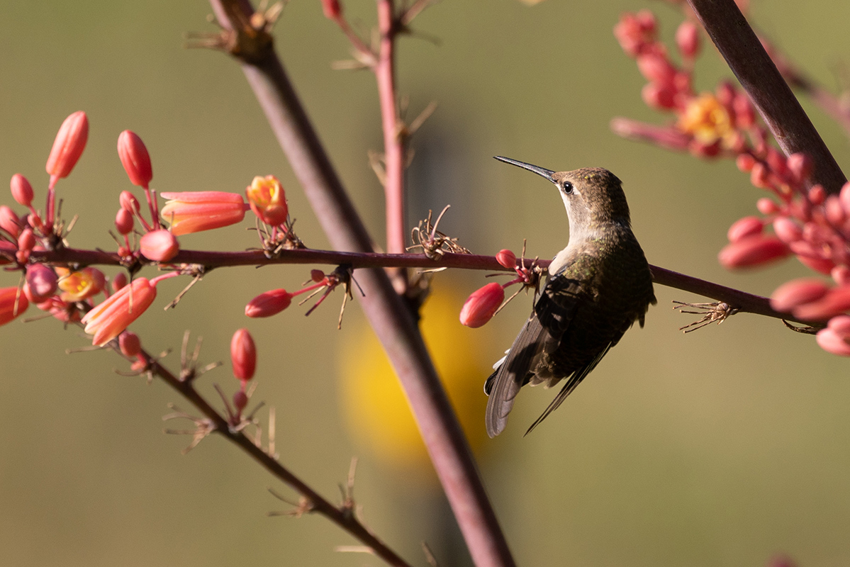 Dance of the Hummingbirds