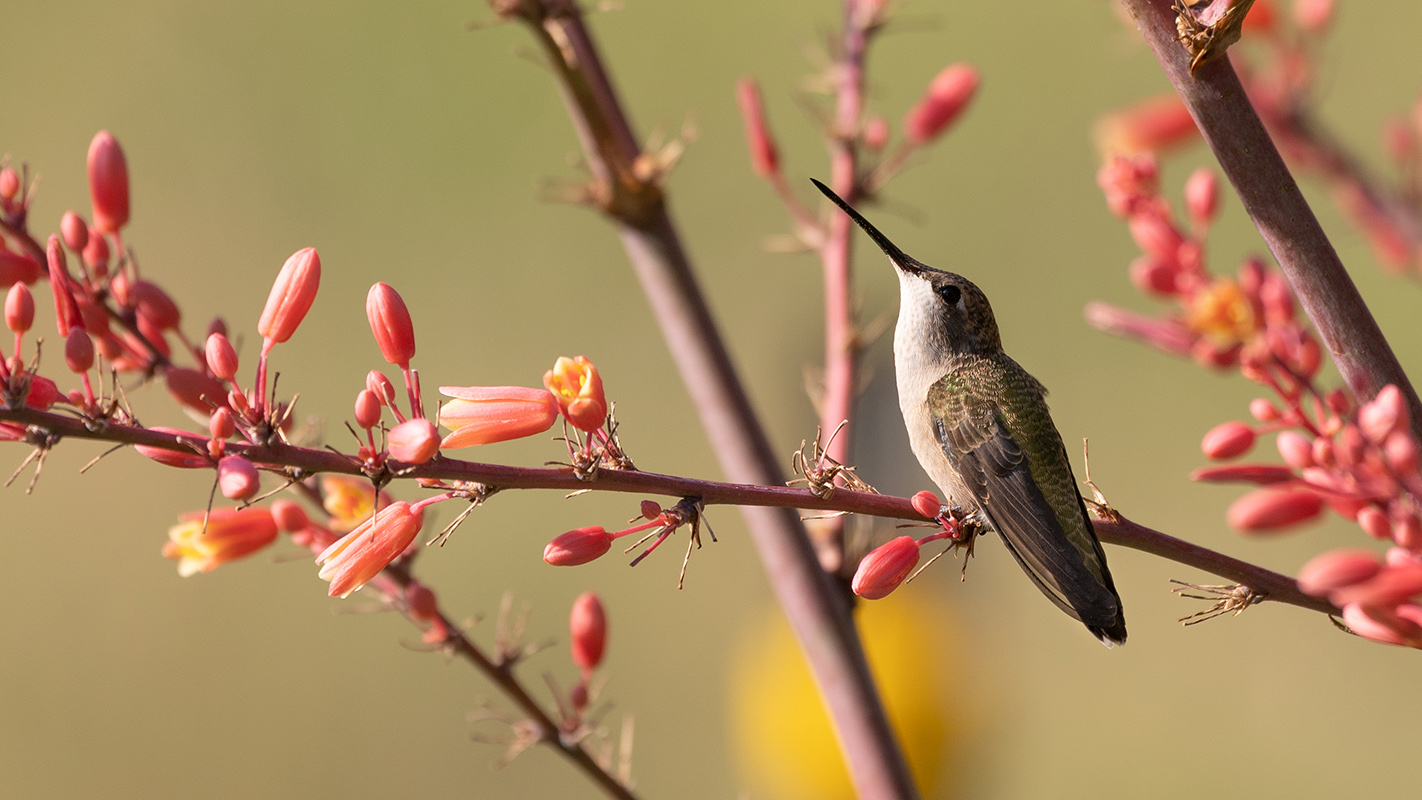 Dance of the Hummingbirds