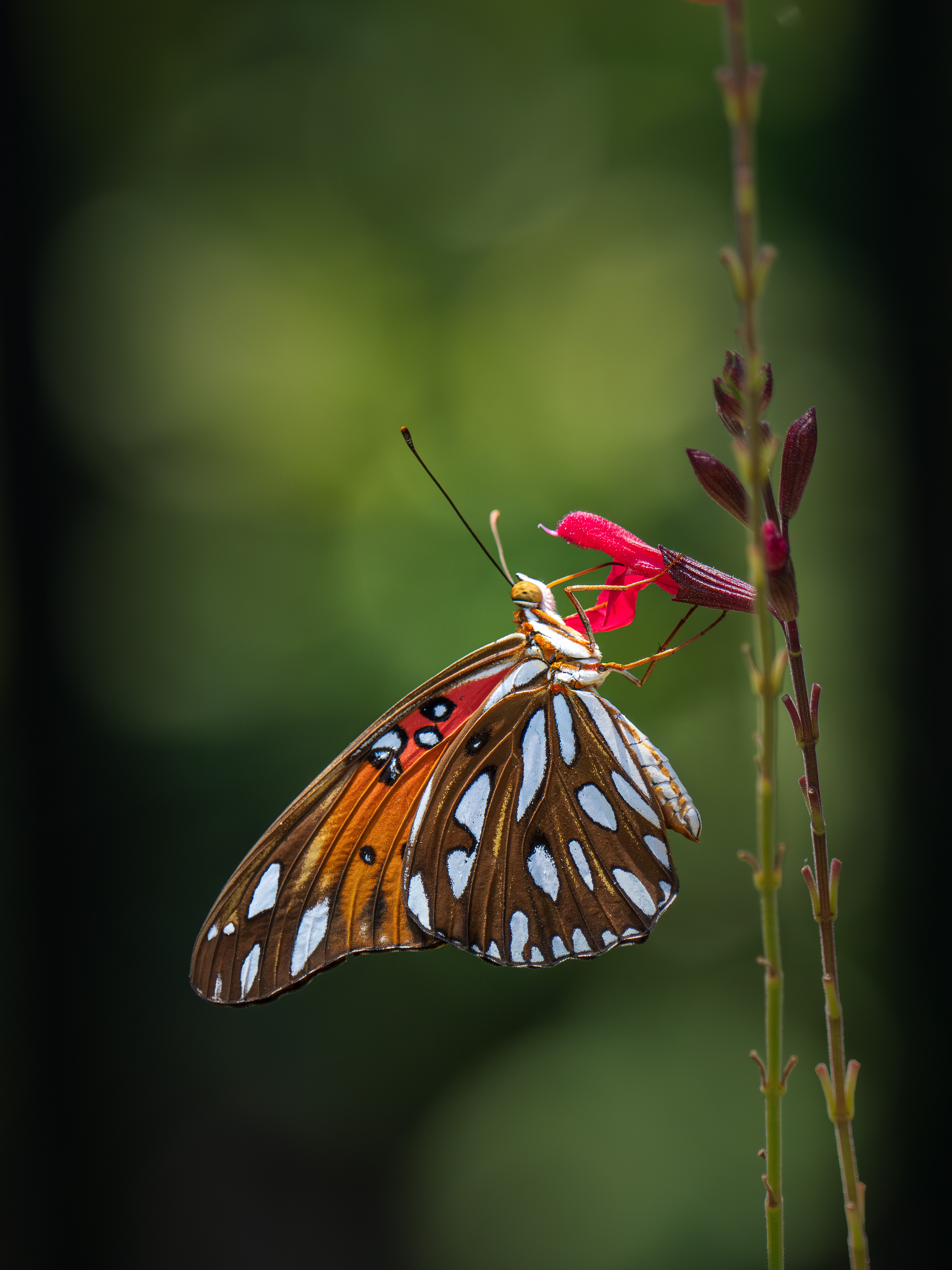 View assorted nature photography of butterflies birds and insects from Texas
