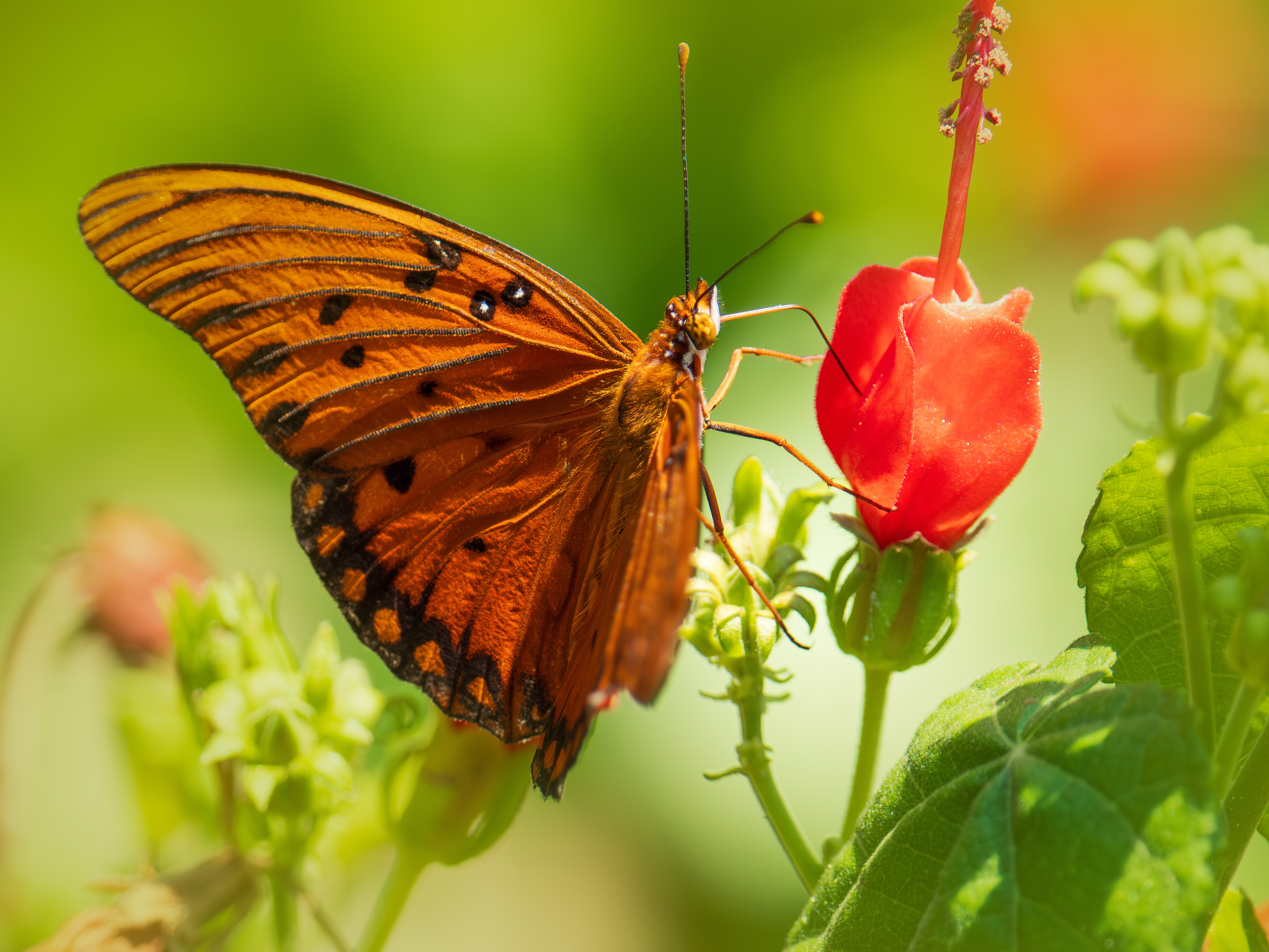 An orange Gulf fritillary butterfly on a flower in North Texas