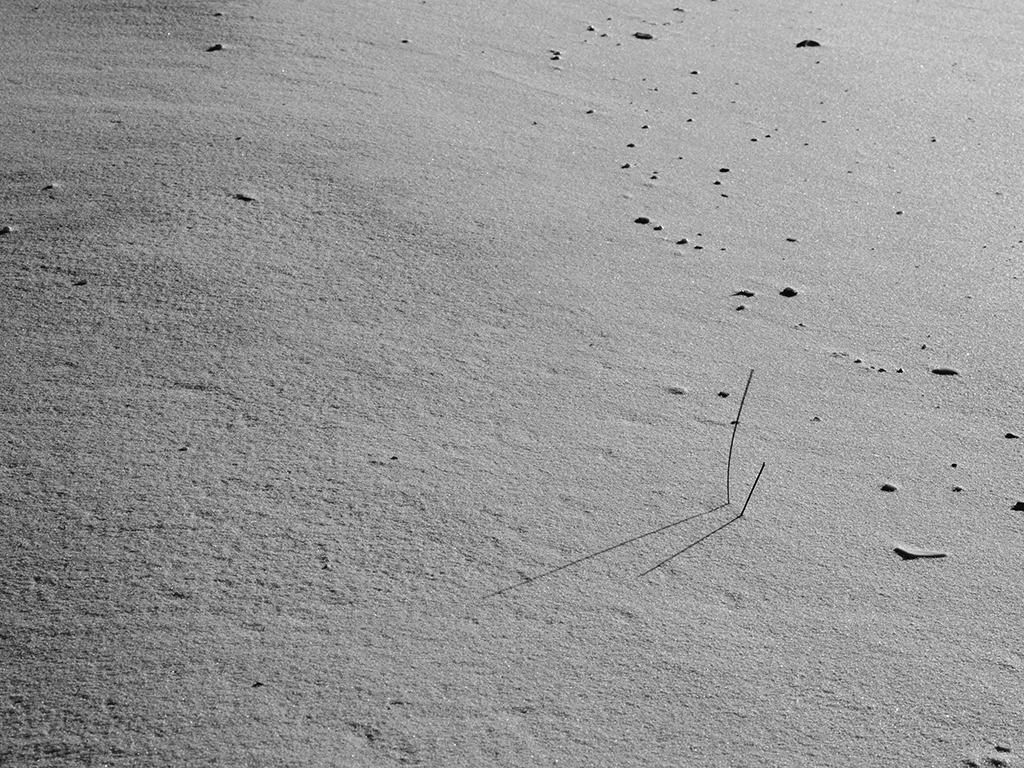 Black and White photography of grass on the beach