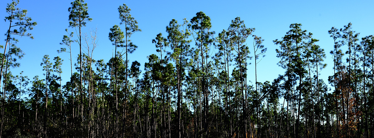 Color Photography of trees in Florida