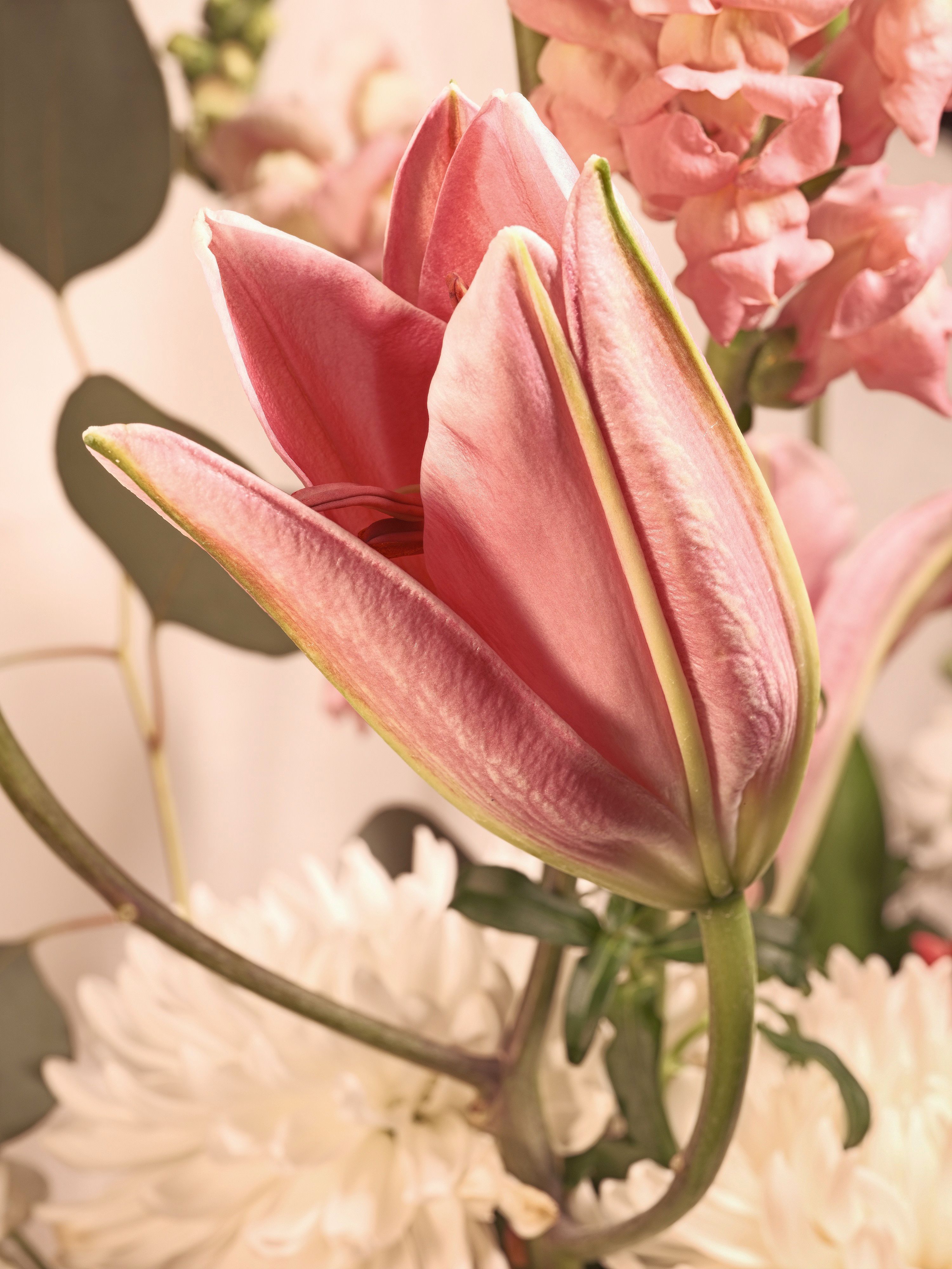 Lilies and assorted floral macro photography in Fort Worth Texas