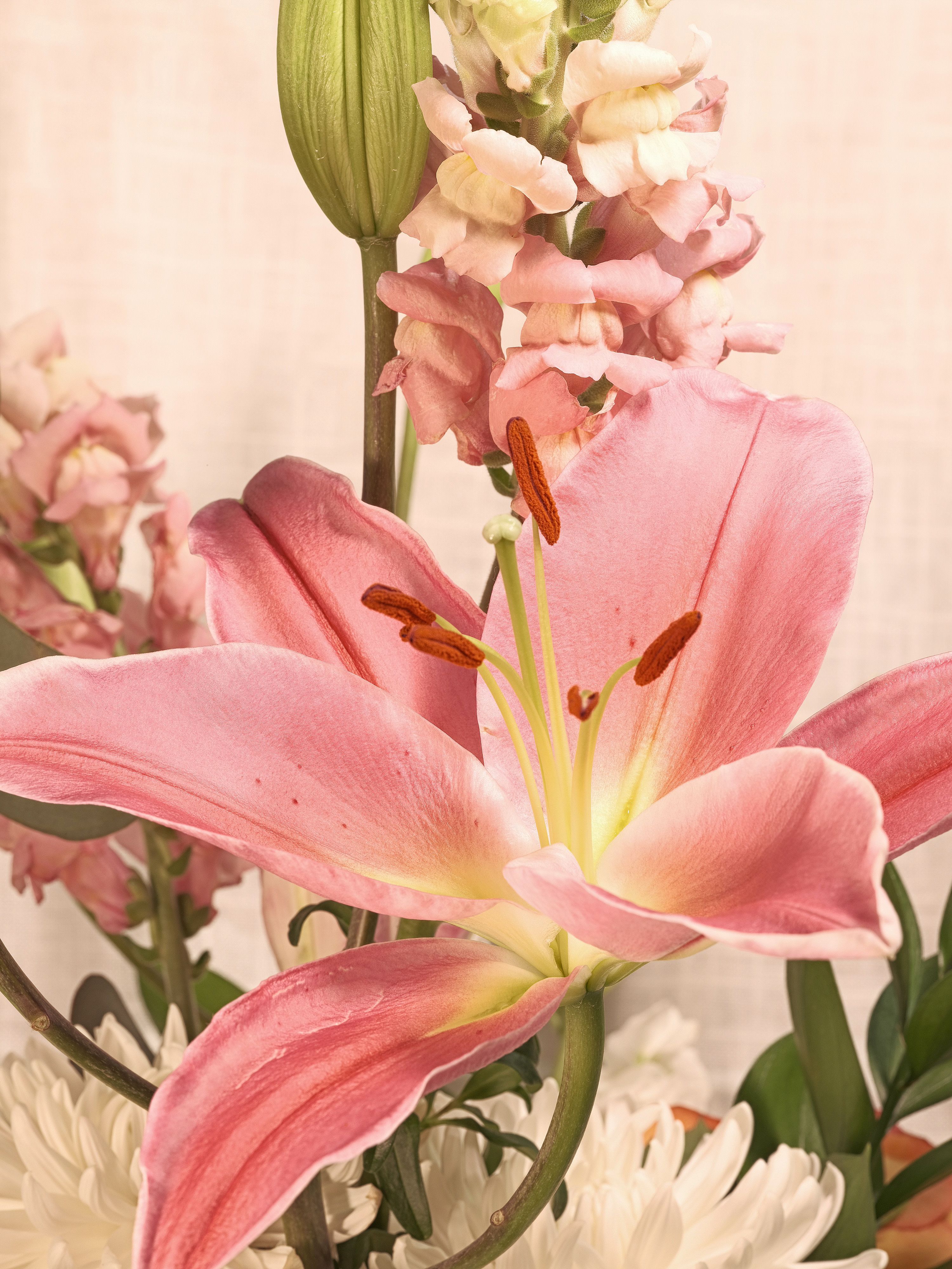 Lilies and assorted floral macro photography in Fort Worth Texas
